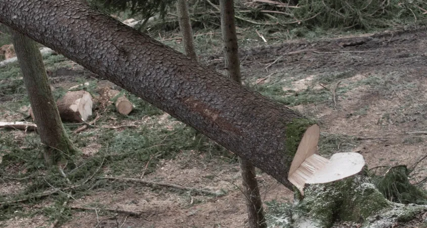 Abattage d’arbres à Valence